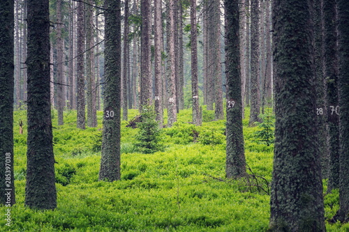 Fototapeta Naklejka Na Ścianę i Meble -  Numbers on coniferous spruce trees, blueberry bush, forestry concept