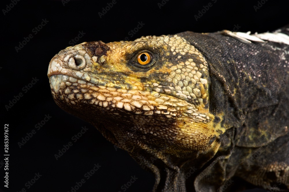 Black-chested Spiny-tailed Iguana (Ctenosaura melanosterna) Black-chested Spiny-tailed Iguana (Ctenosaura melanosterna)