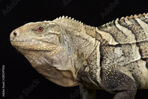 Hispaniolan ground iguana  Cyclura ricordi 