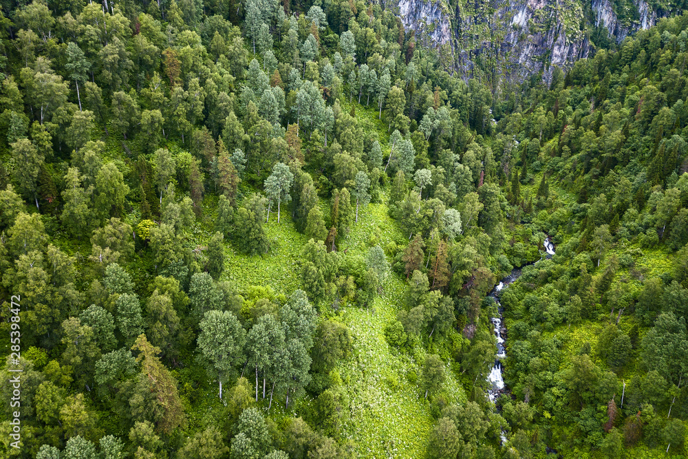Aerial view of forest with a lot of green coniferous trees between Altai Mountains with a stream or small river with rapids and stones in canyon of the rocks. Leisure and outdoor travel without people