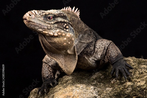 Cuban rock iguana  Cyclura nubila nubila 