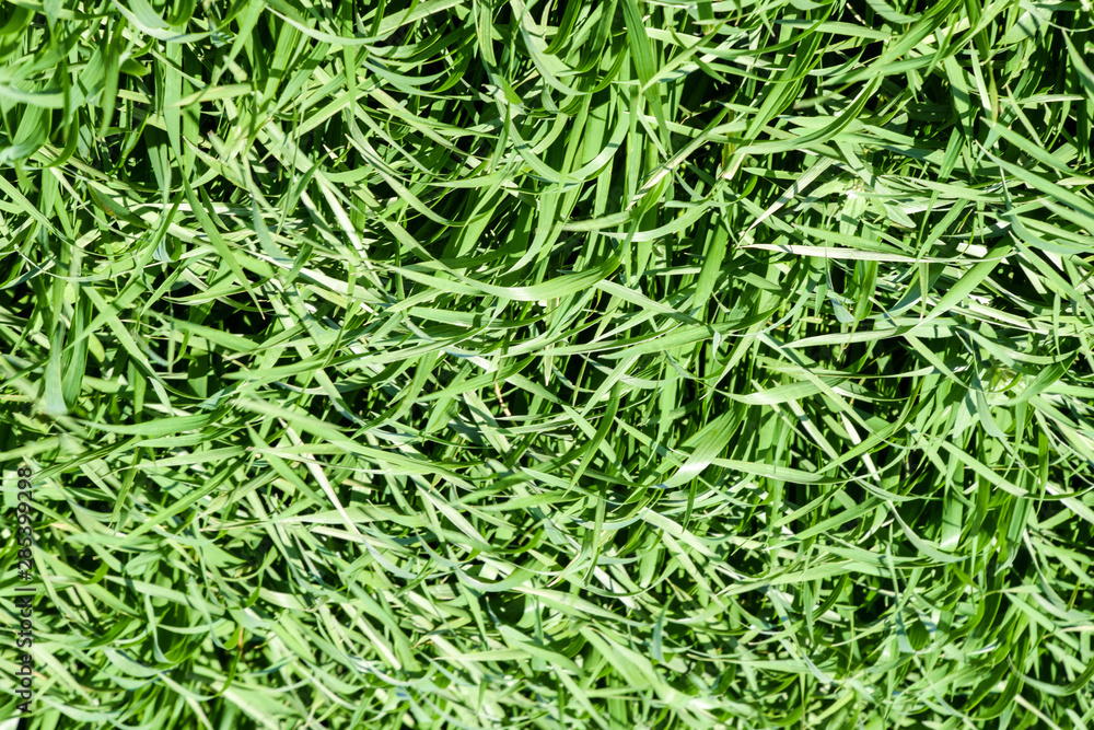 Young wheat green on the field, background texture of grass. Young wheat green on the field, background texture of grass.