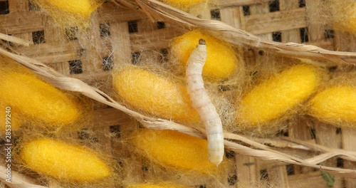 The silk worm is feeding with mulberry leaves in the basket.Cocoon and silk thread,Silkworm culture of Thailand