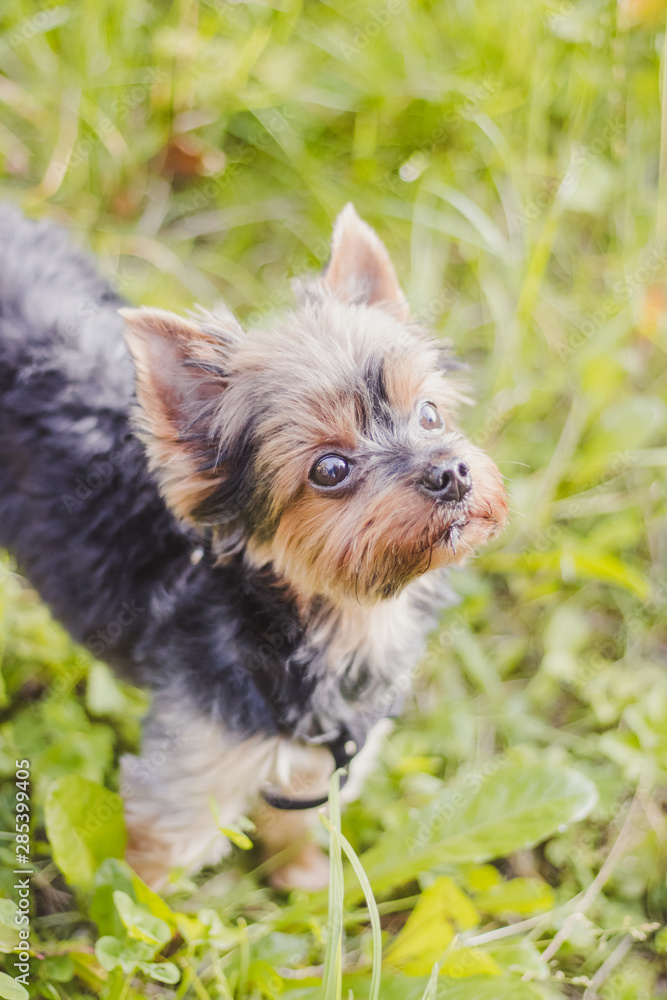 Yokshire Terrier for a walk in the grass. little dog. a pet . Yokshire Terrier for a walk in the grass. little dog. a pet .