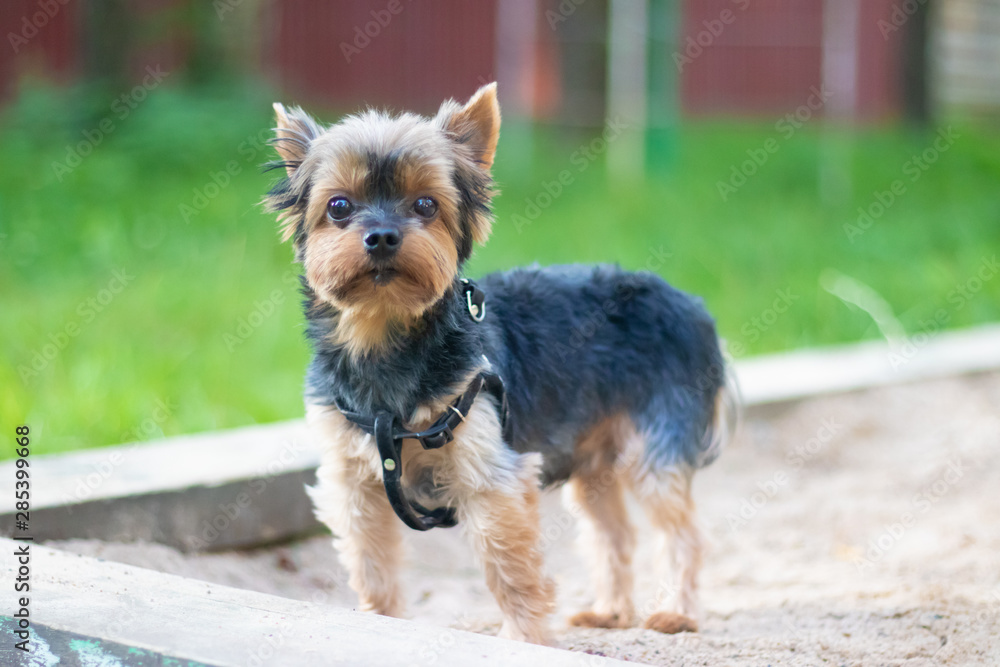Yokshire Terrier for a walk in the grass. little dog. a pet . Yokshire Terrier for a walk in the grass. little dog. a pet .