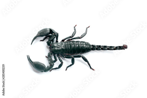 Big black scorpion on white background