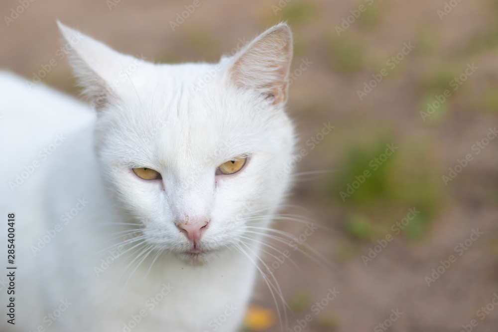 Sad street stray cat. Lonely cat sits and looks Sad street stray cat. Lonely cat sits and looks