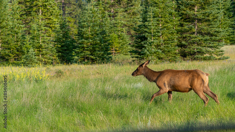 deer grazing