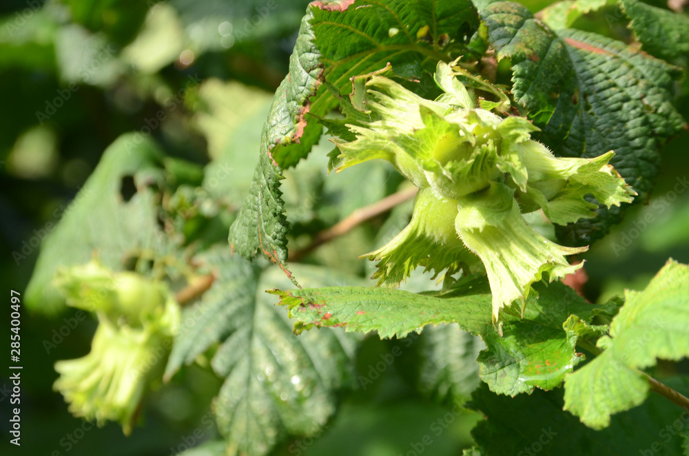 Close on hazenlnut tree with clusters of nuts Close on hazenlnut tree with clusters of nuts
