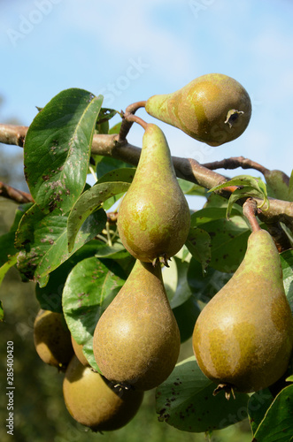 Pears on a tree, these are the species 