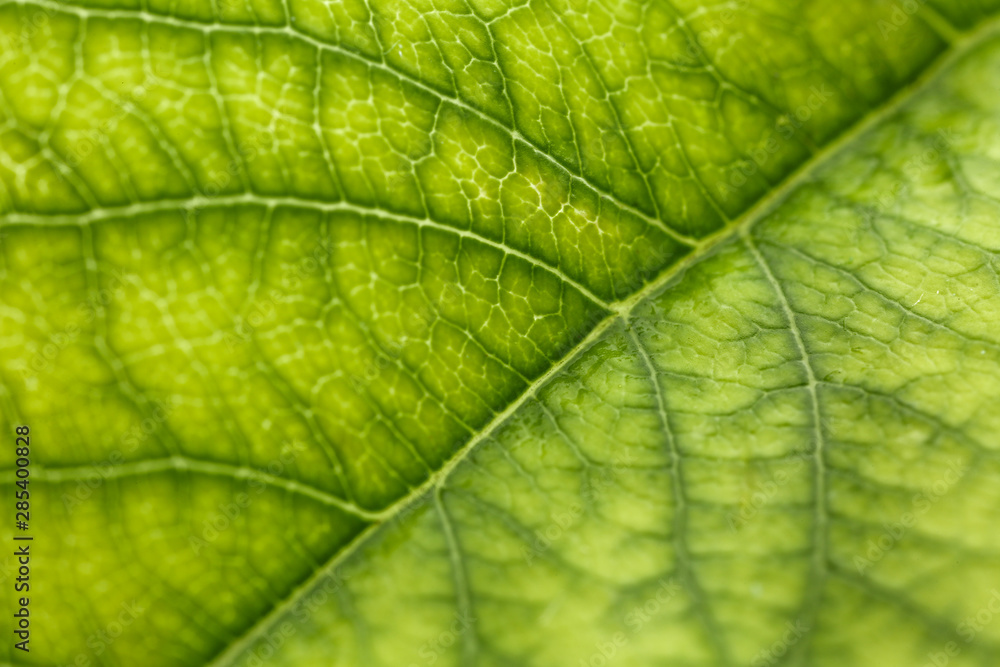 Texture of fresh green leaf, closeup Texture of fresh green leaf, closeup