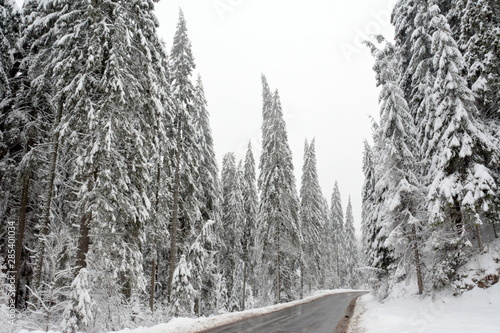 a road through a pine forest in winter
