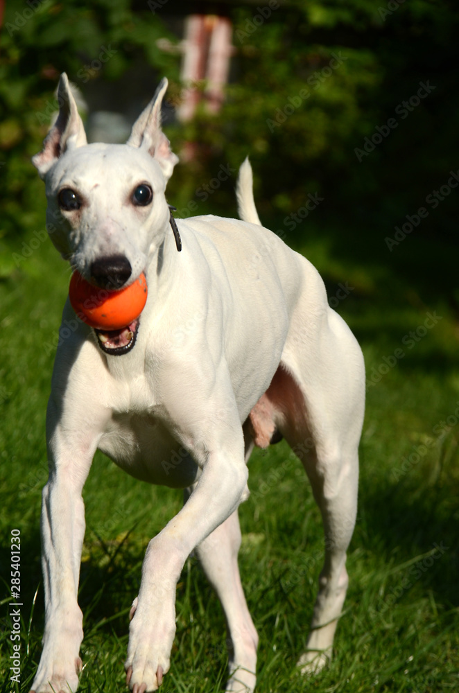 White whippet dog comes running with an orange ball in his mouth White whippet dog comes running with an orange ball in his mouth