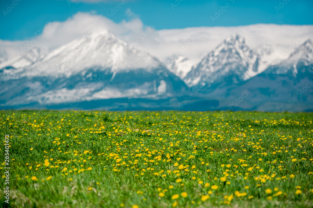 Green spring pasture and snowy peaks in the background
