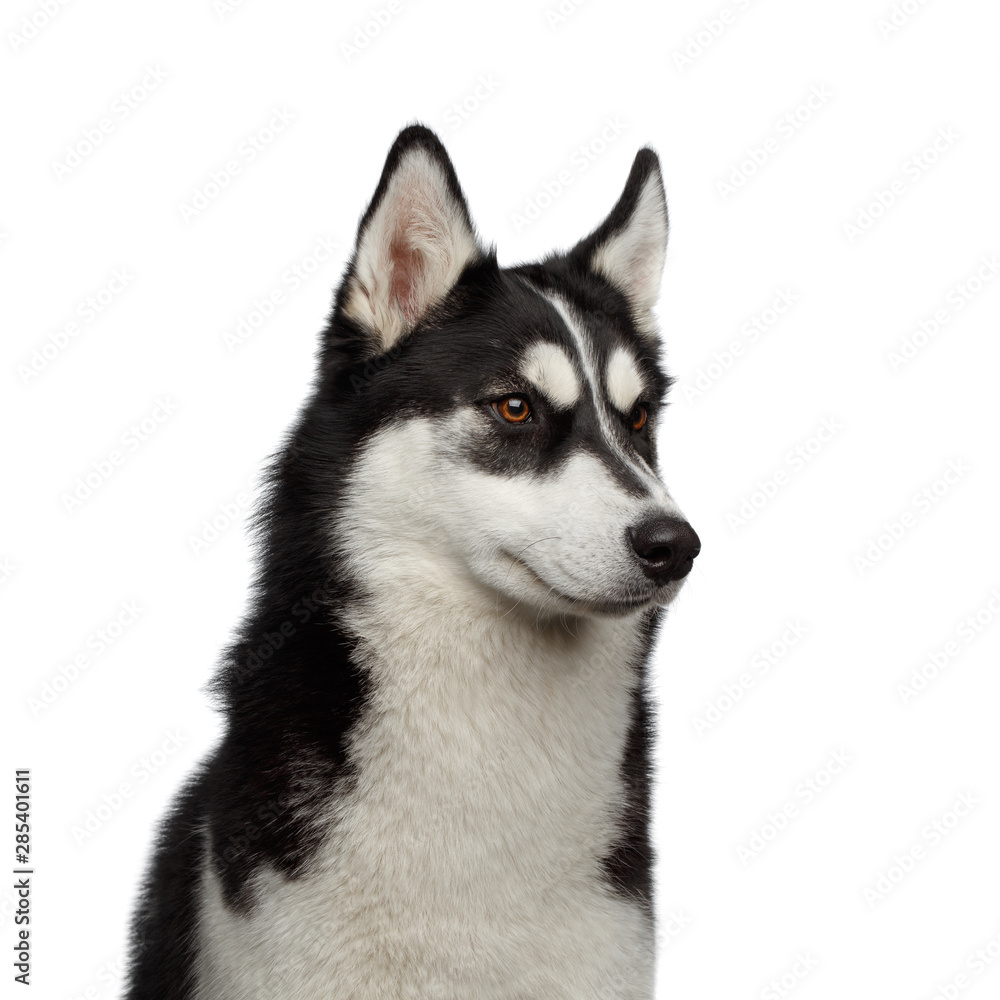 Portrait of Siberian Husky Dog with funny eyebrows looking at side on Isolated White Background, profile view Portrait of Siberian Husky Dog with funny eyebrows looking at side on Isolated White Background, profile view