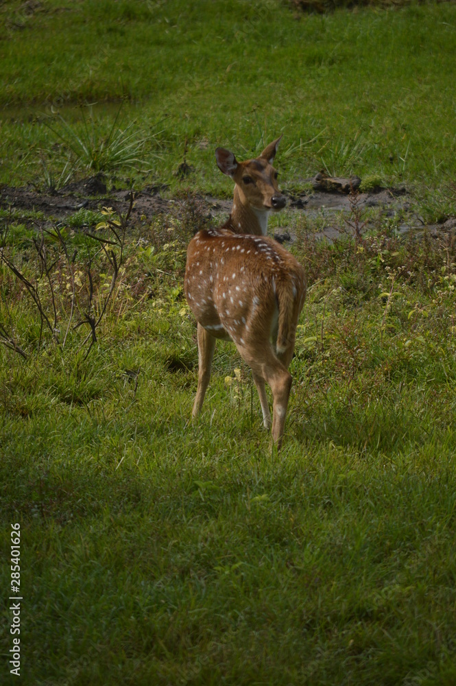Obraz premium deer 