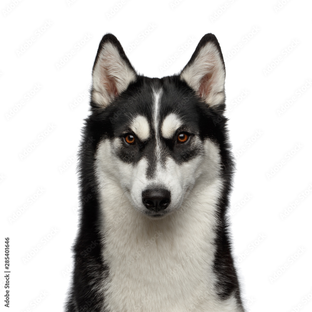 Portrait of Siberian Husky Dog with funny eyebrows Gazing on Isolated White Background, Front view