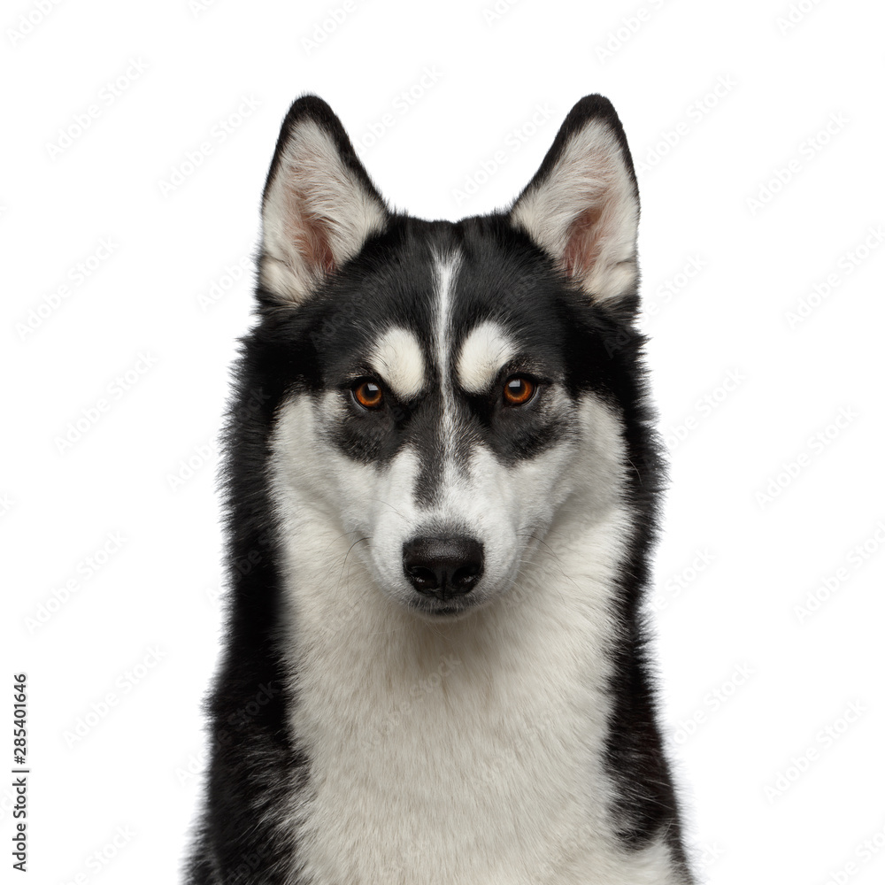 Portrait of Siberian Husky Dog with funny eyebrows Gazing on Isolated White Background, Front view Portrait of Siberian Husky Dog with funny eyebrows Gazing on Isolated White Background, Front view