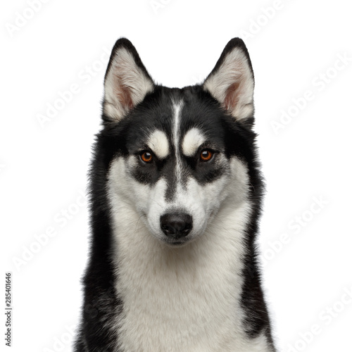 Portrait of Siberian Husky Dog with funny eyebrows Gazing on Isolated White Background  Front view