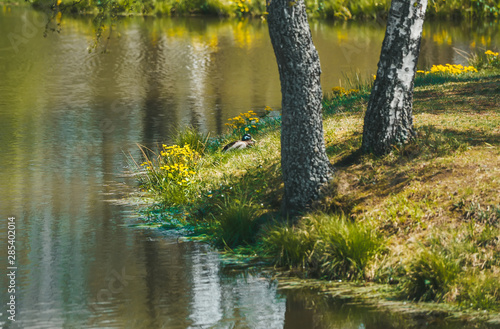 Yellow green environment of trees in the forest, reflected on the surface of the water. The nature of Slovakia. Closeup