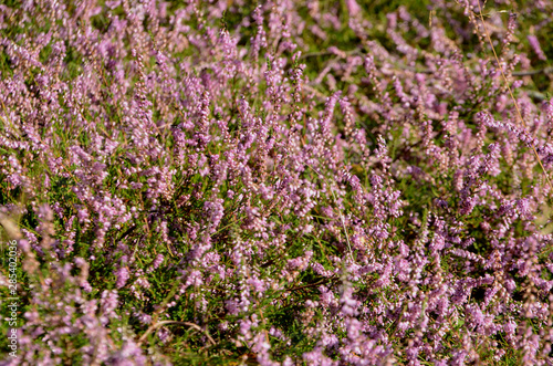 View into a lilac cover of blooming heather