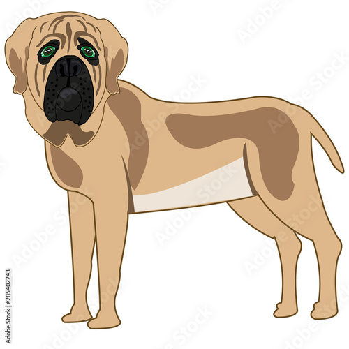 Dog of the sort mastiff on white background is insulated