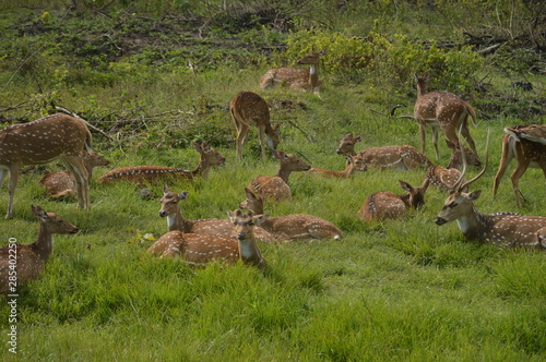 deers 