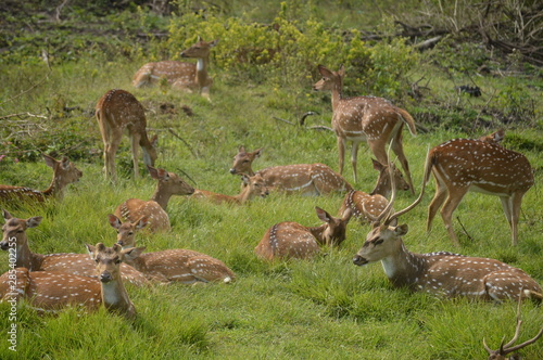 deers 
