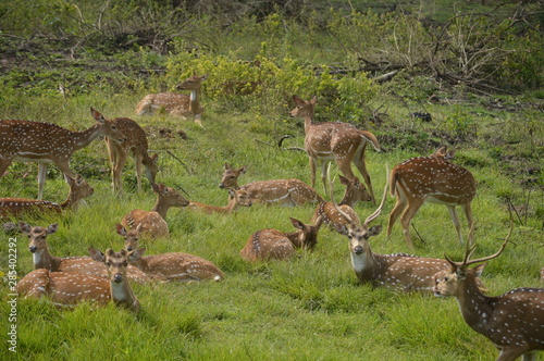 deers 
