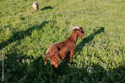 Cabra marrón y oveja en un campo verde, Galicia. España.
