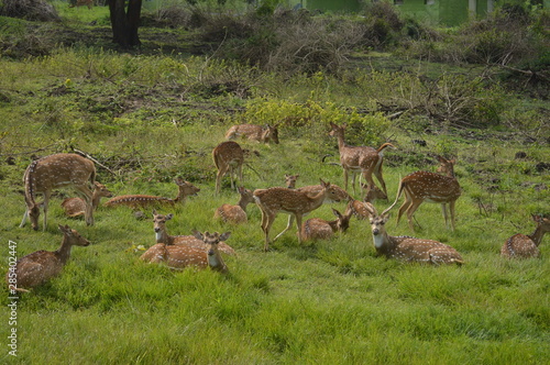 deers 