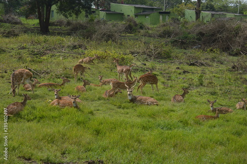 deers 