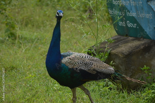peacock 