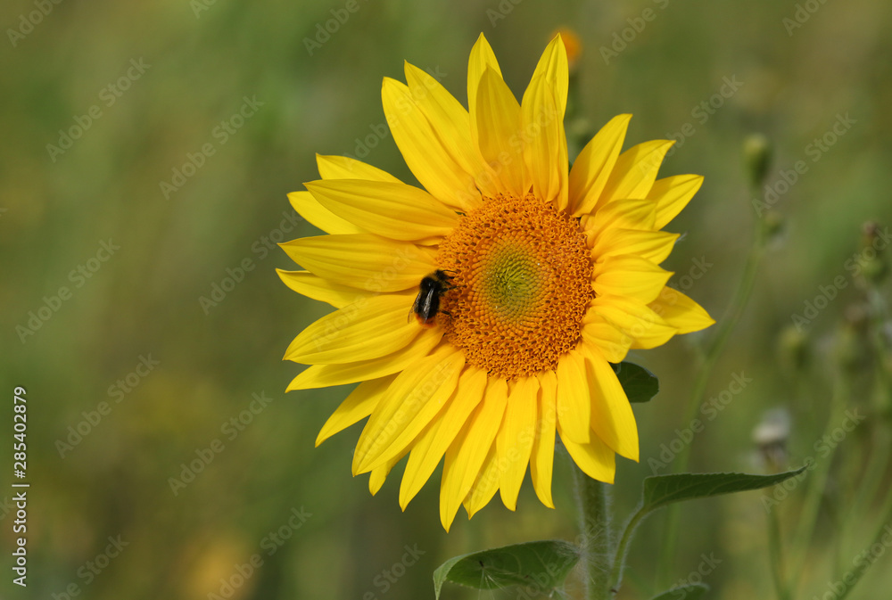 A Bee collecting pollen from a Sunflower growing in a wildflower meadow. A Bee collecting pollen from a Sunflower growing in a wildflower meadow.