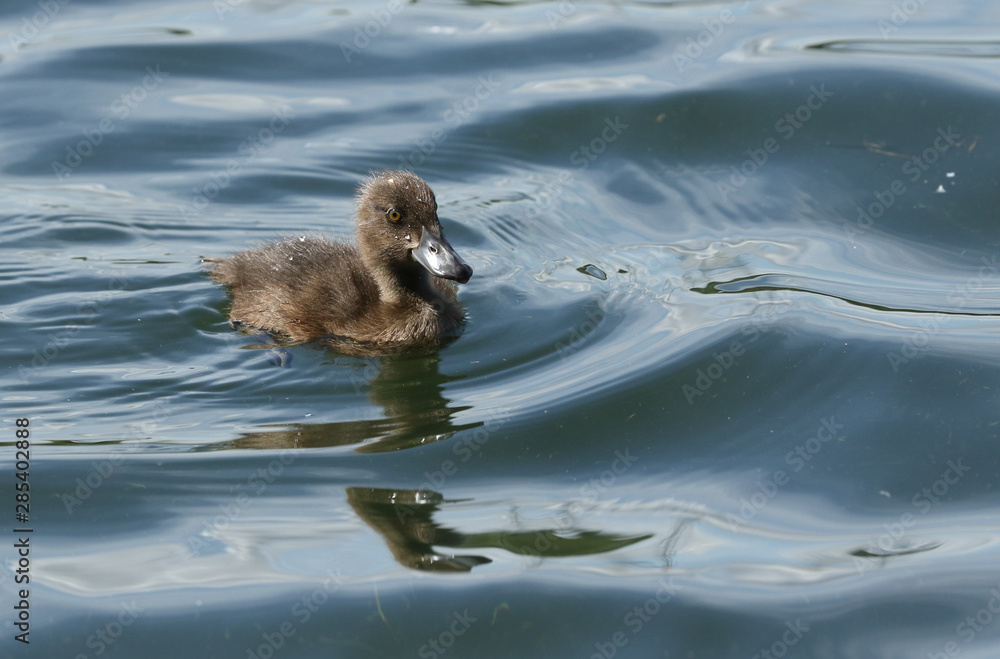 A cute Tufted Duck duckling, Aythya fuligula, swimming on a lake in the UK. A cute Tufted Duck duckling, Aythya fuligula, swimming on a lake in the UK.