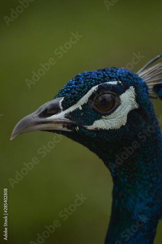 peacock