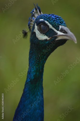 peacock