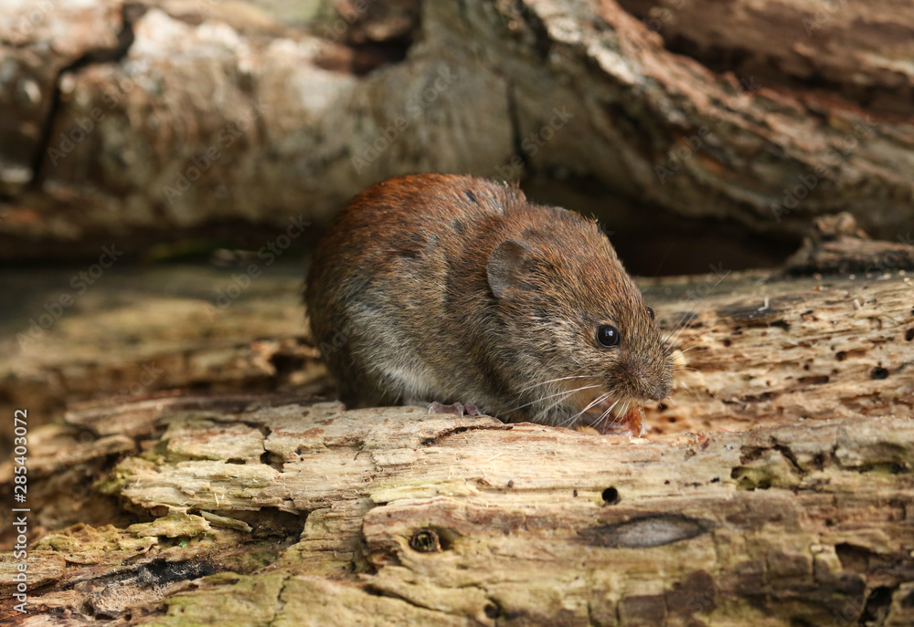 A cute wild Bank Vole, Myodes glareolus foraging for food in a log pile in woodland in the UK. A cute wild Bank Vole, Myodes glareolus foraging for food in a log pile in woodland in the UK.