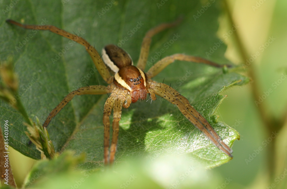 A rare Raft Spider (Dolomedes fimbriatus) perching on a leaf of a small tree growing at the edge of a bog in Surrey, UK. A rare Raft Spider (Dolomedes fimbriatus) perching on a leaf of a small tree growing at the edge of a bog in Surrey, UK.
