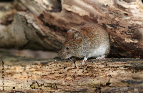 A cute wild Bank Vole, Myodes glareolus foraging for food in a log pile in woodland in the UK.	