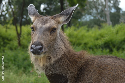 deer 