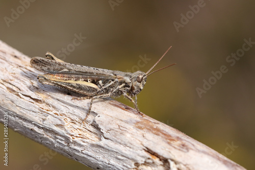 A Mottled Grasshopper, Myrmeleotettix maculatus, perching on a twig in heath land.  © Sandra Standbridge