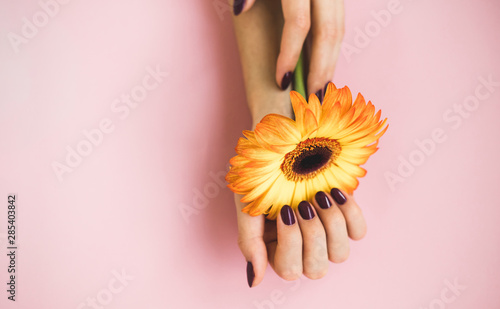 Female beautiful hands with purple manicure hold a yellow gerbera flower on pink paper background. Hand and nail care concept.