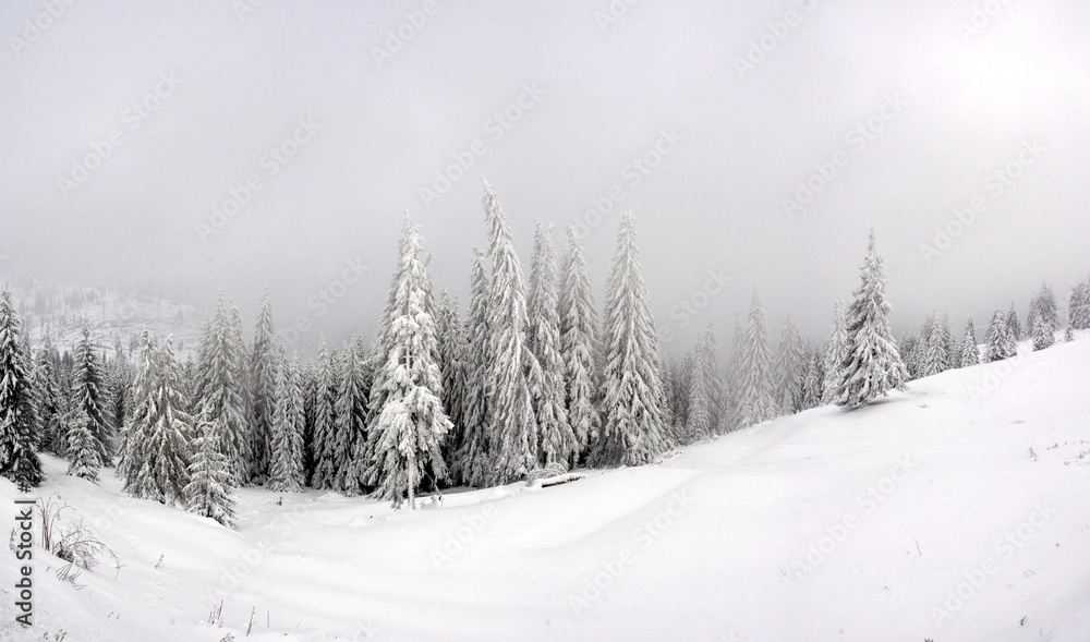 landscape with pine forest in winter