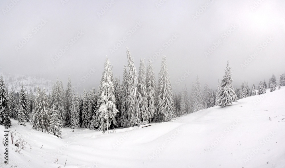 Obraz premium landscape with pine forest in winter