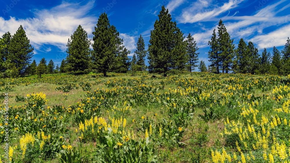 Obraz na plátně Oregon Summer Wide