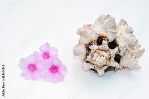 Romantic composition with phlox flowers and sea shells