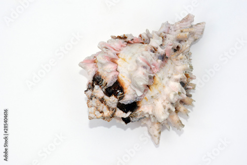 Beautiful big sea shell on white background