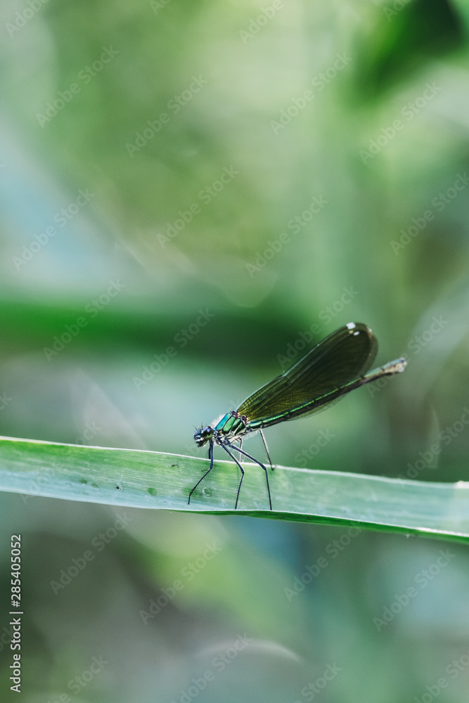 Libellule bleu irisée posée sur une branche Libellule bleu irisée posée sur une branche