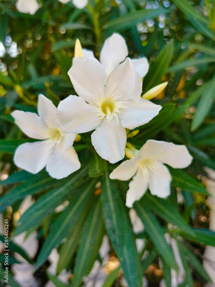 flowers flowers